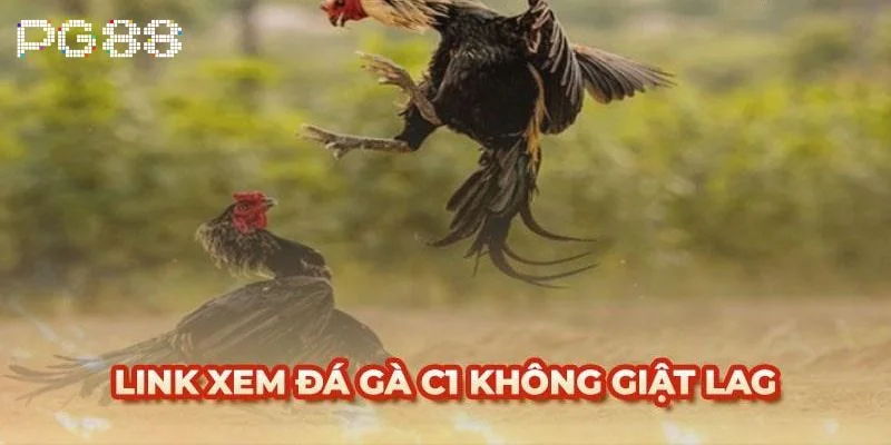 Trực Tiếp Đá Gà C1 - Kèo Cược Hấp Dẫn Bậc Nhất Tại PG88 3 Trực tiếp Đá gà C1 là sảnh xem gà chọi đá chất lượng hàng đầu.